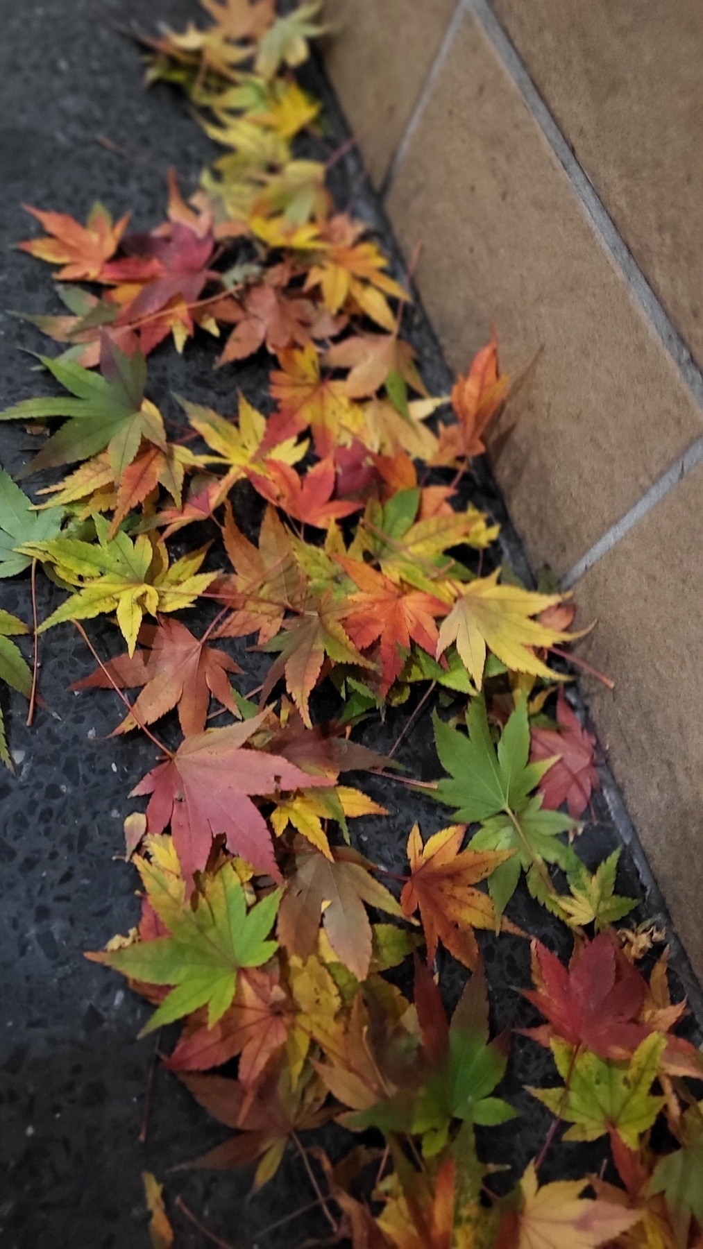 Many multicolored leaves in a pile. They are all small and pointed, the same shape. It makes a pleasing collage.