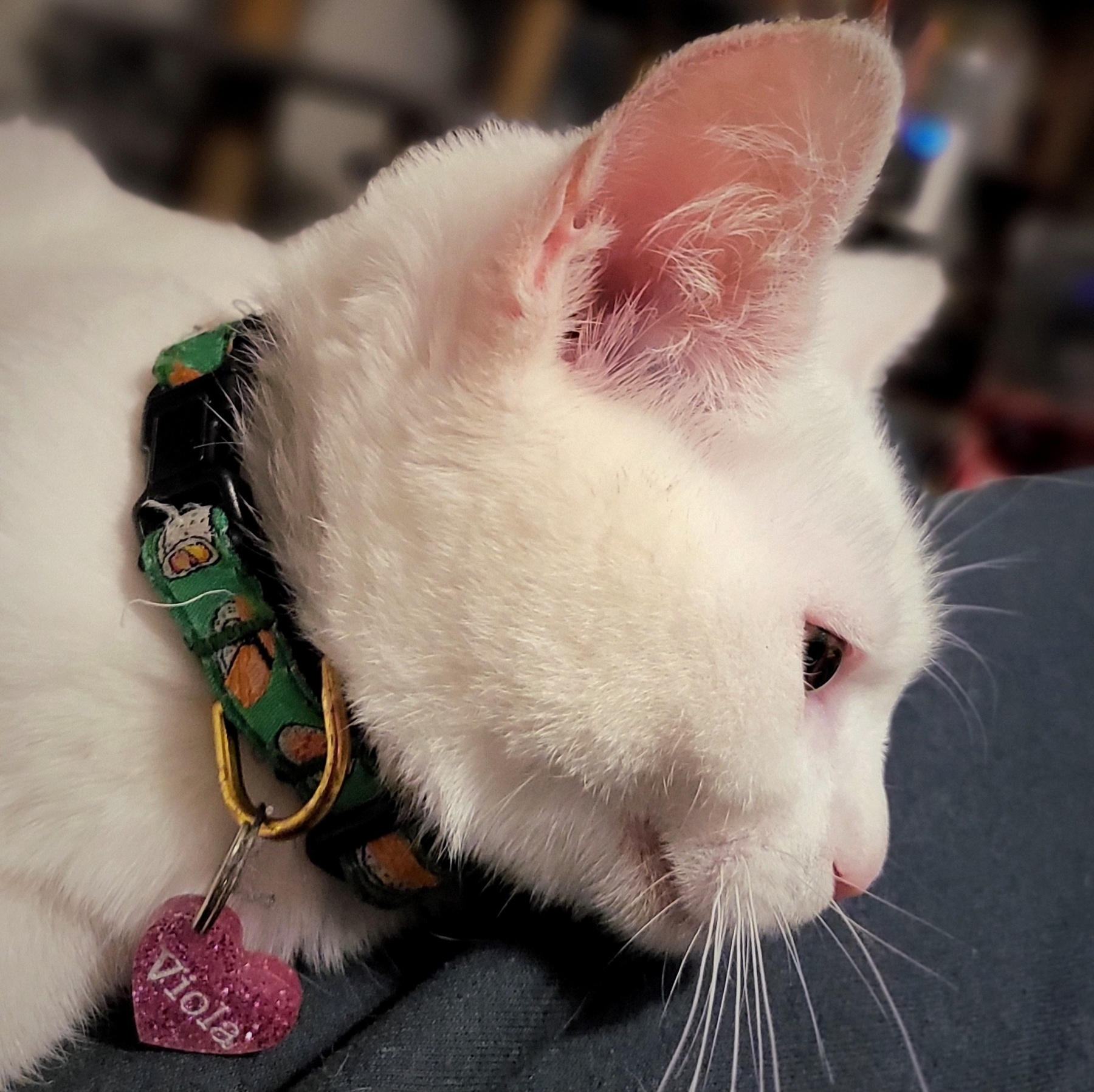 A white cat rests gently looking camera right. Her name tag reads Viola.