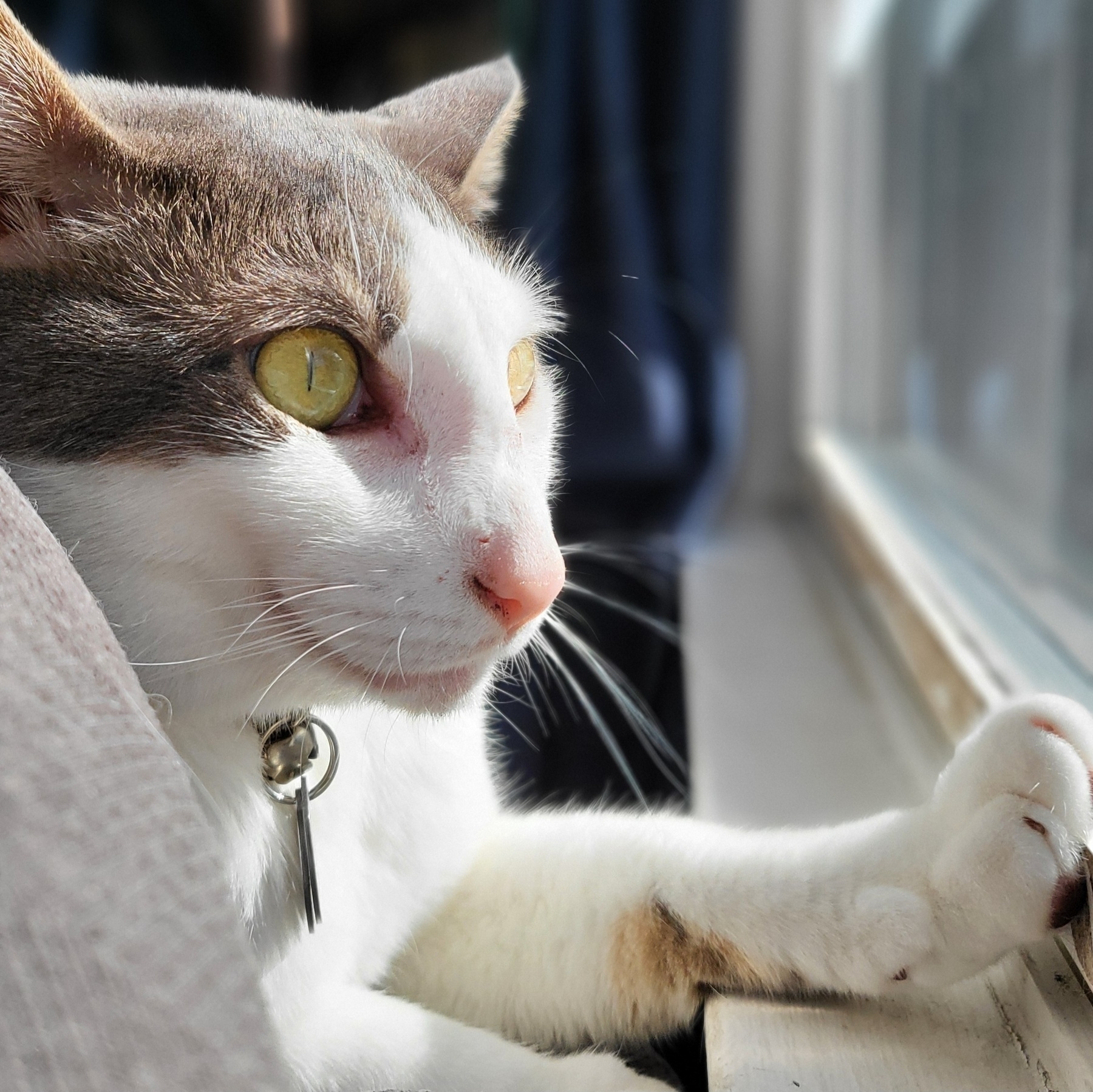 A large cat is laying down looking out a sunny window. His pulls are narrow. An extended paw touches the windowsill.