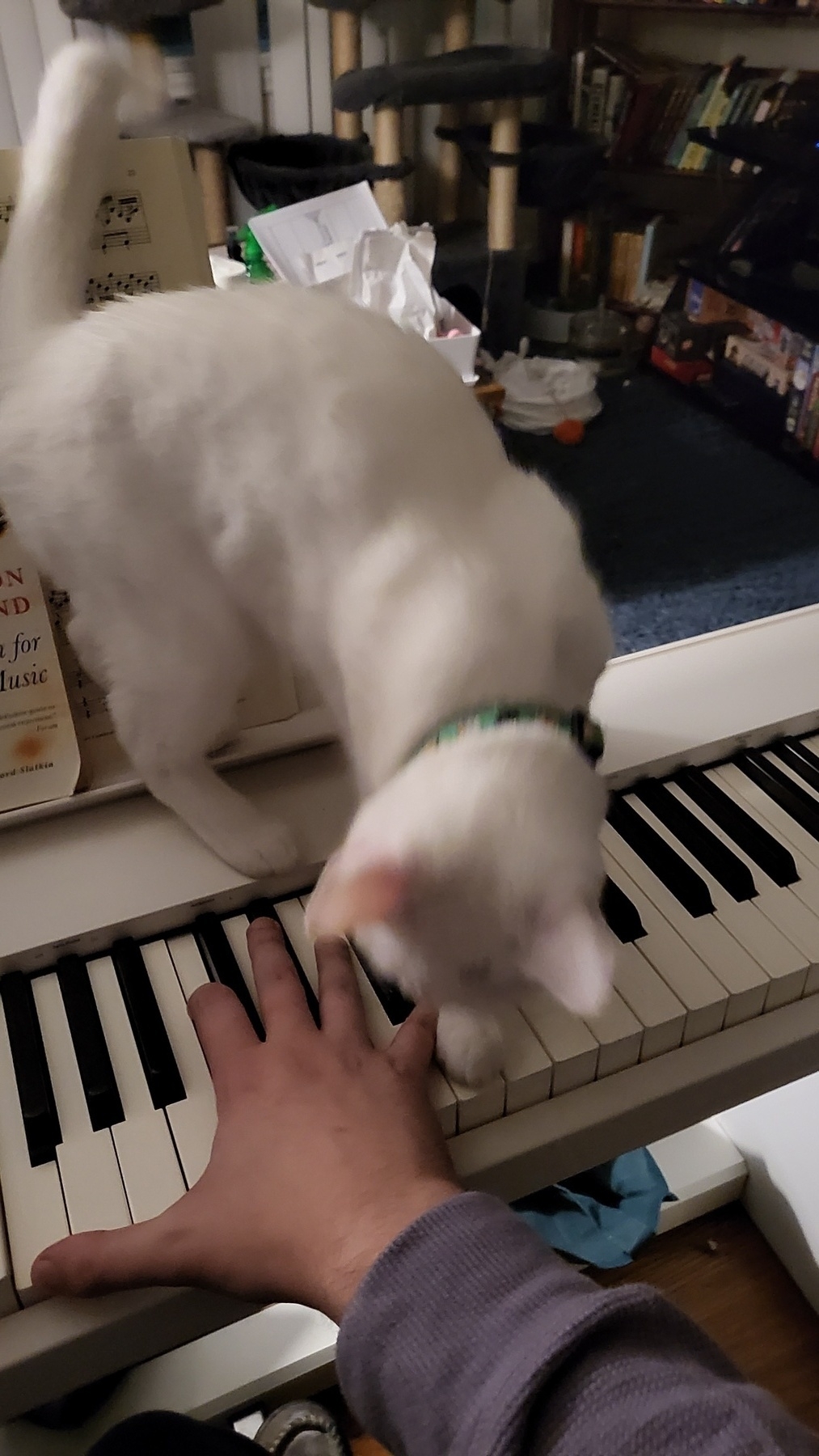 White kitten on the piano, playing a key with her paw next to my hand playing a chord