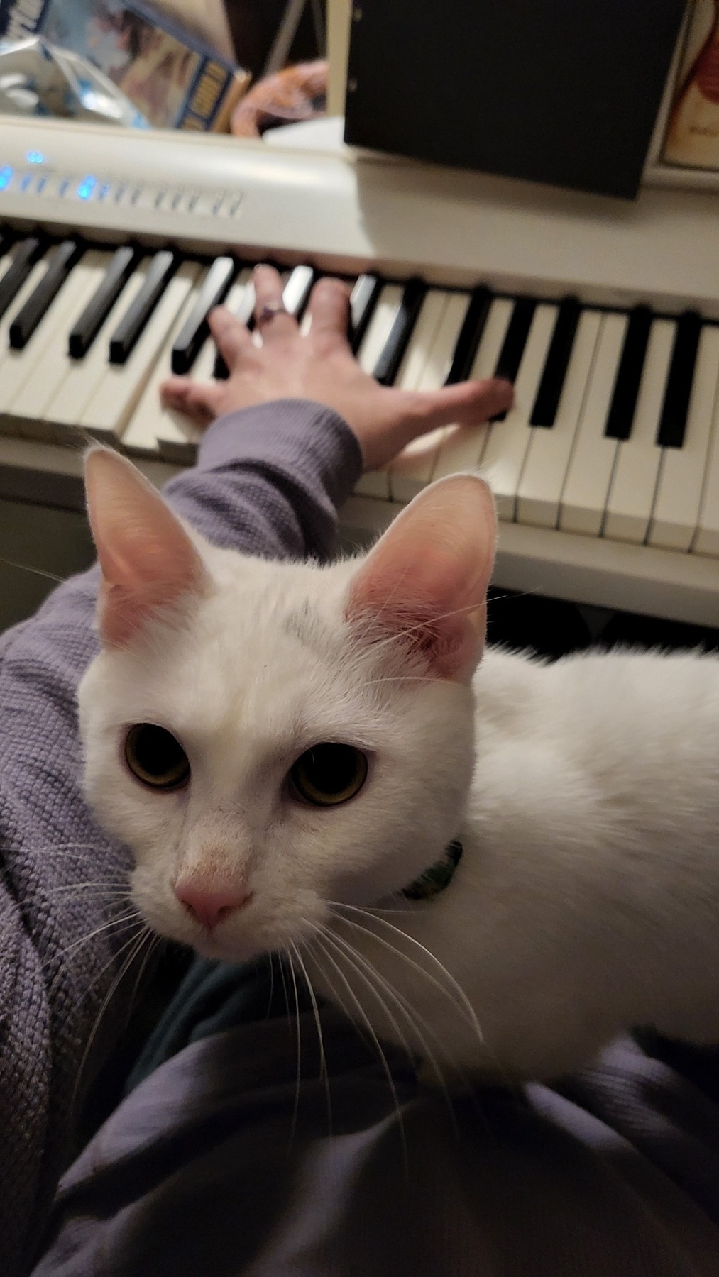 A white kitten staring into camera on my lap as I play the piano