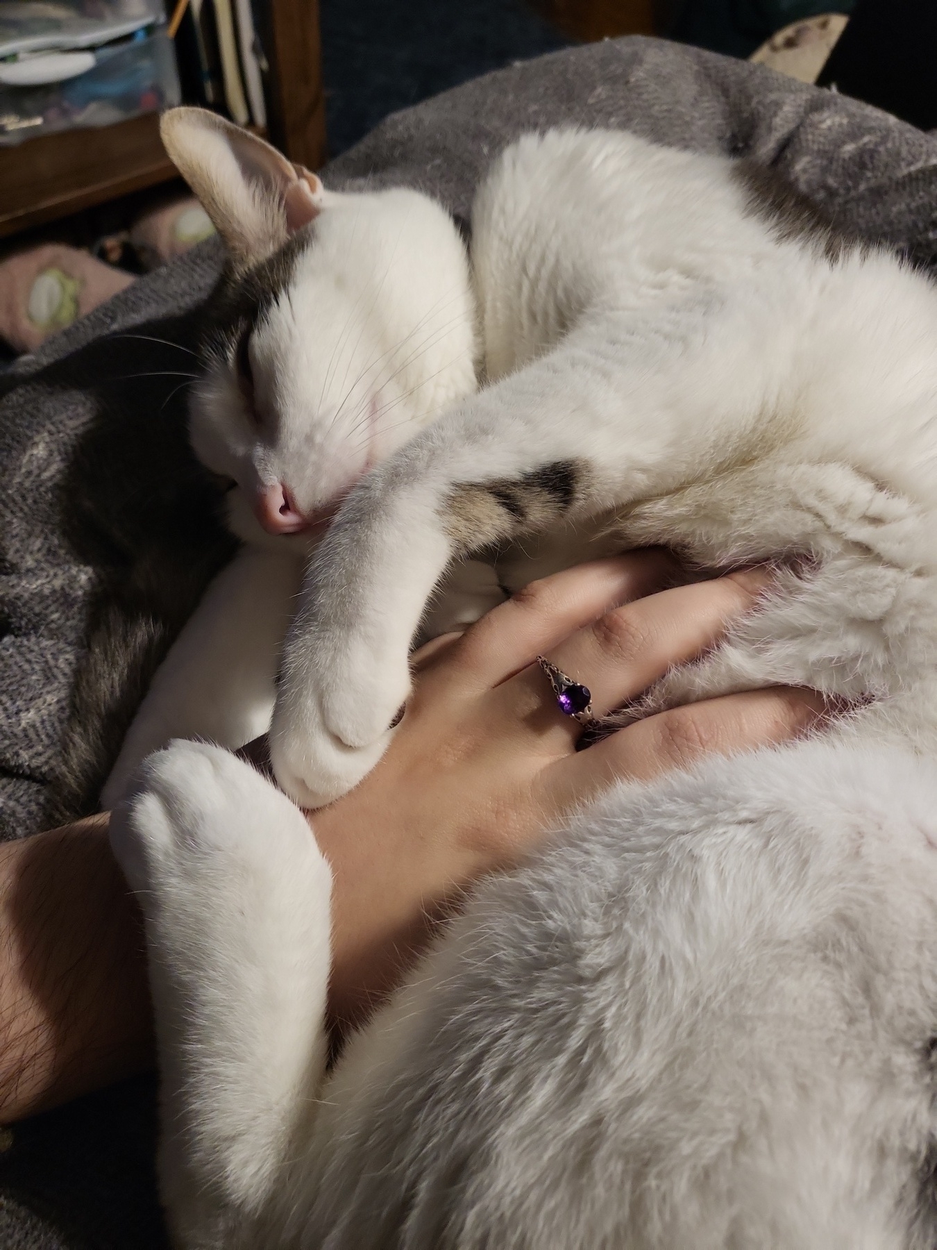 Cat curled up on my lap. Enjoying a belly rub, my hand deep in his plush fur. My engagement ring is sparkling. 