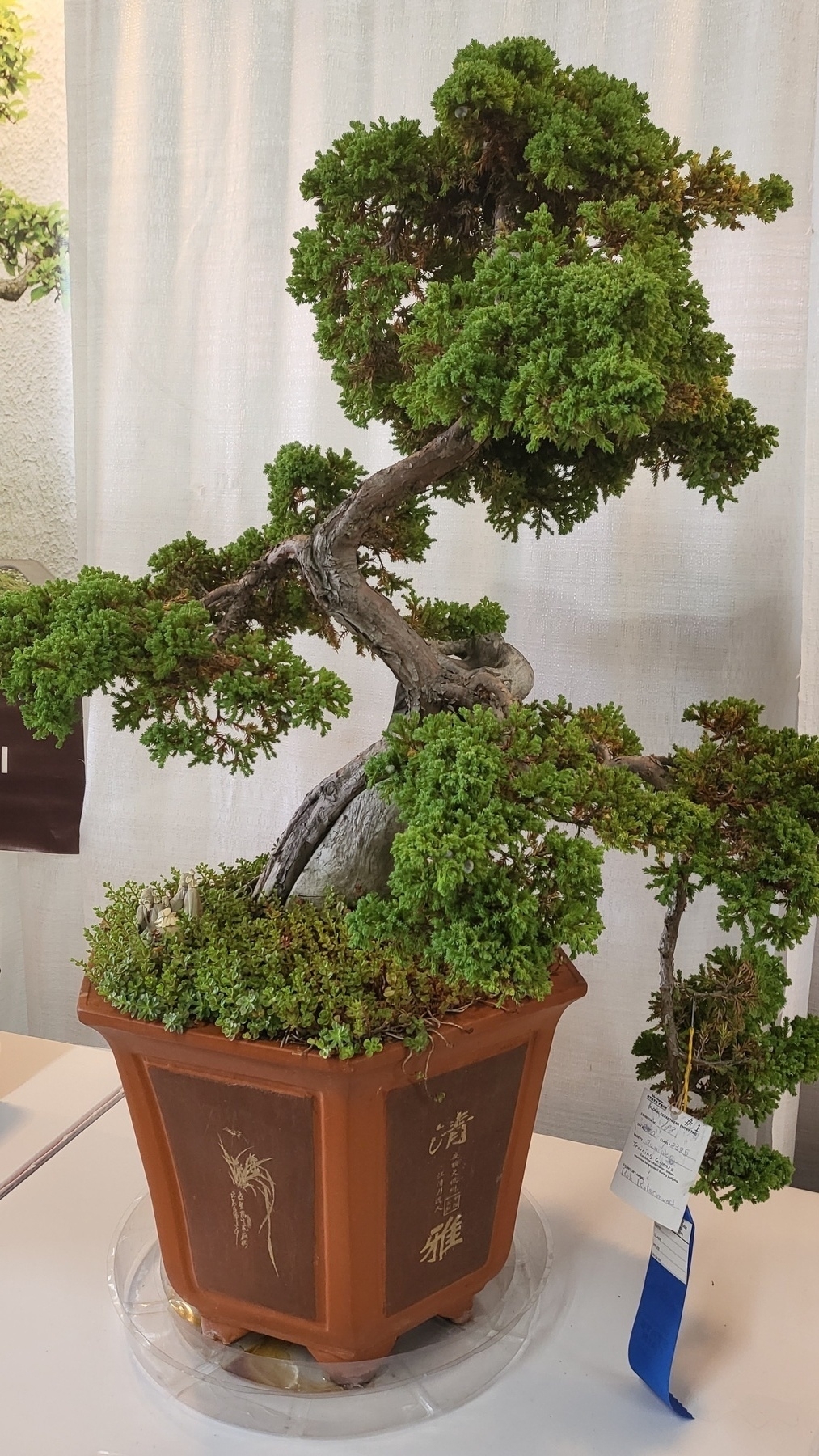 A large bonsai tree in a hexagonal brown pot