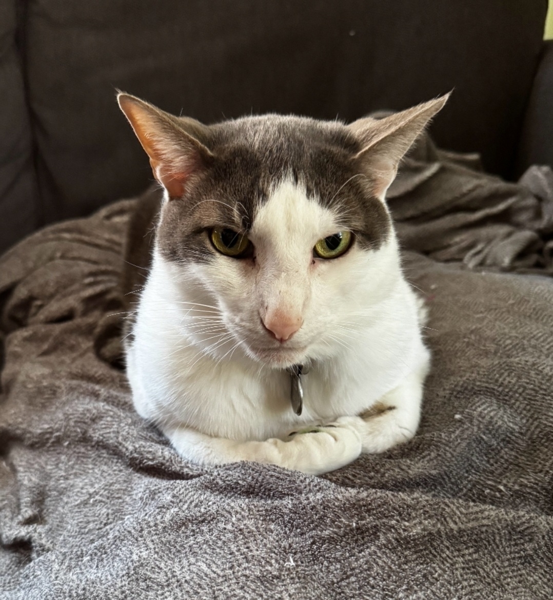 Chopin the cat sits politely, paws tucked in. He looks contemplative.