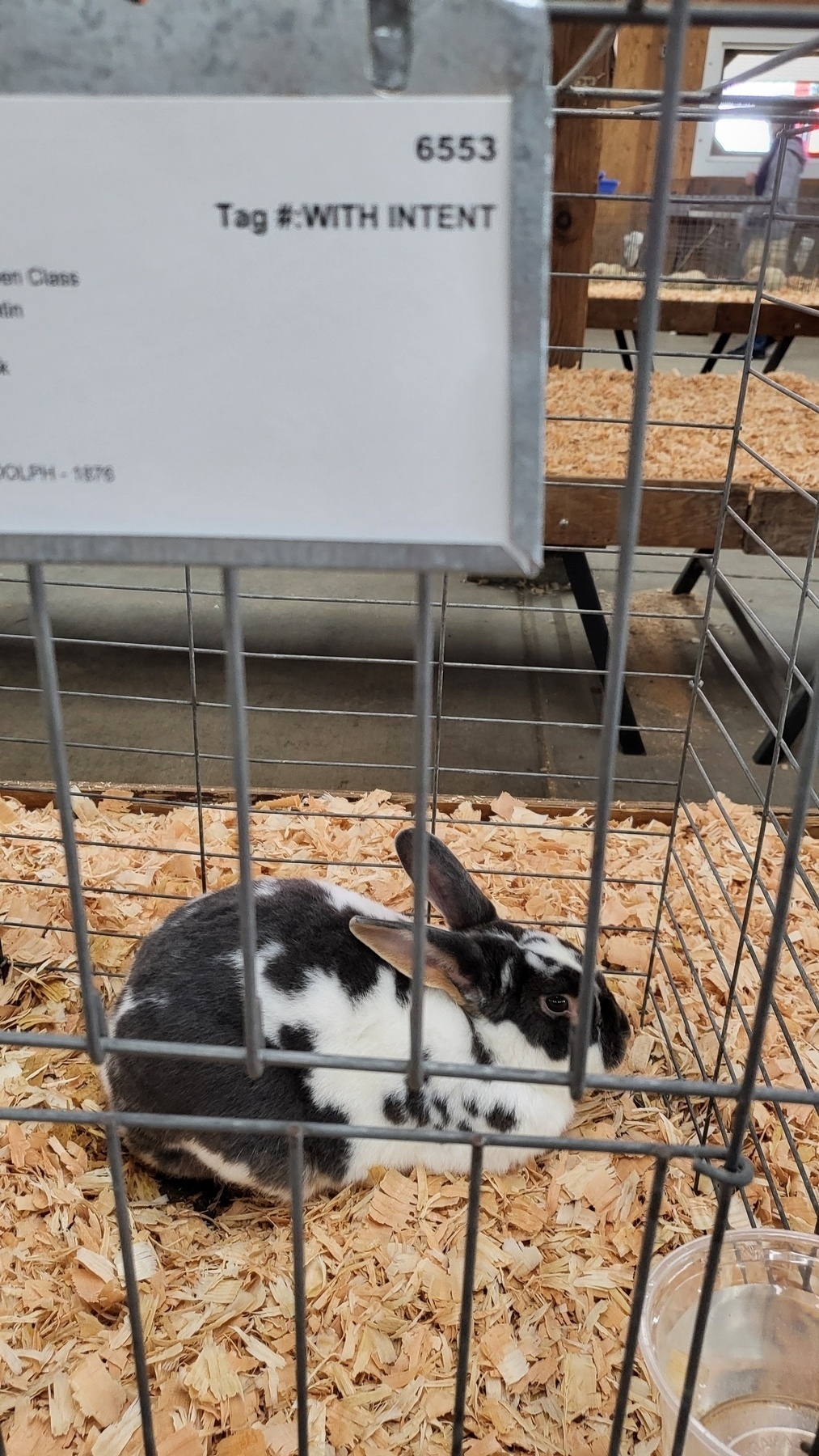 A black and white bunny rests in its cage. Its name tag reads WITH INTENT