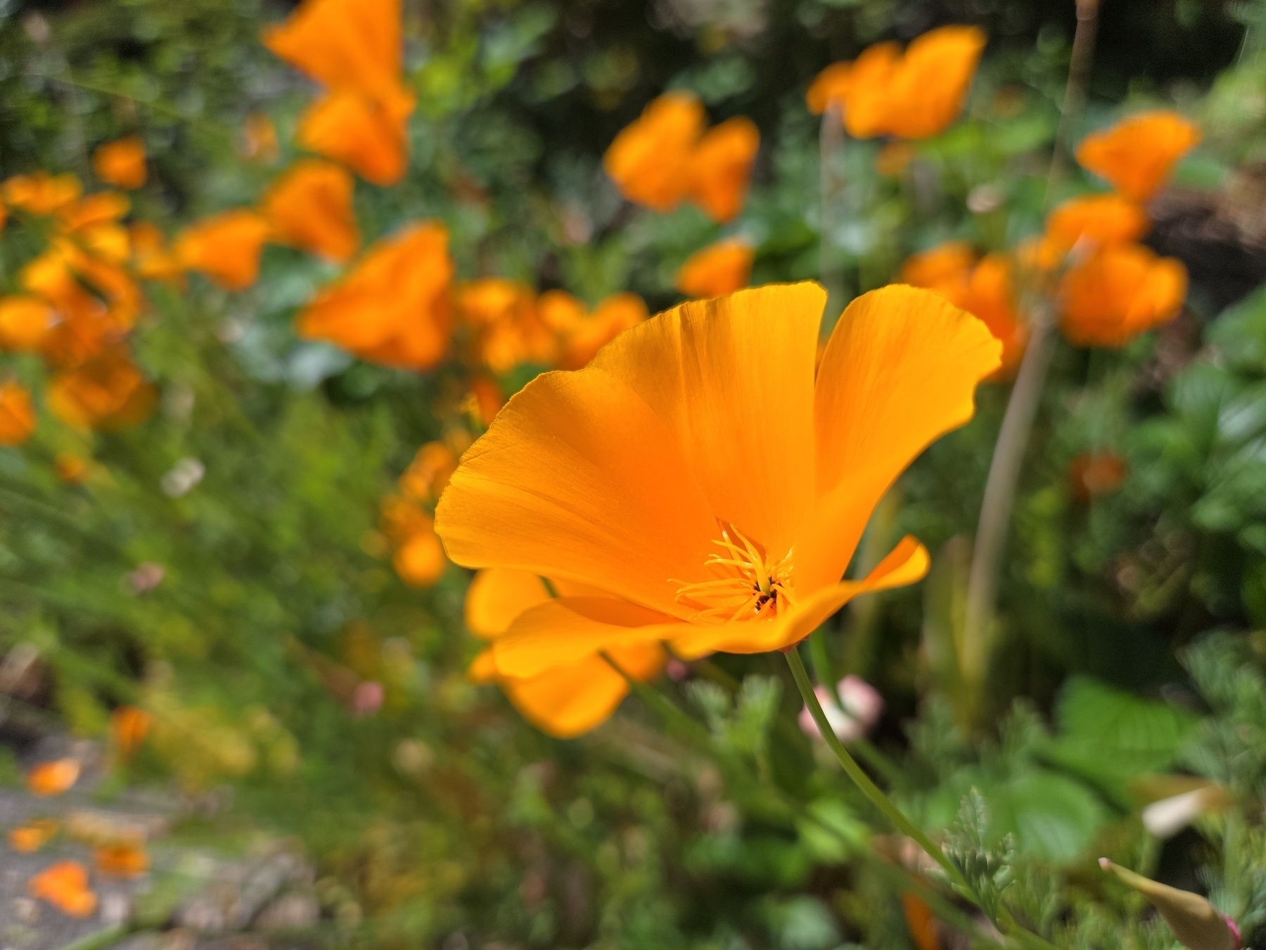 A bright orange flower is in focus, its petals like the hem of a bride's dress.